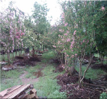 Oklahoma City, OK - Landscaping / Nursery - Franks Landscape