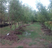 Oklahoma City, OK - Landscaping / Nursery - Franks Landscape