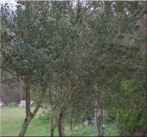 Oklahoma City, OK - Landscaping / Nursery - Franks Landscape