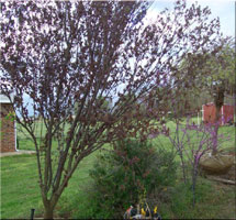 Oklahoma City, OK - Landscaping / Nursery - Franks Landscape