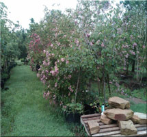 Oklahoma City, OK - Landscaping / Nursery - Franks Landscape